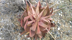 Aloe microstigma