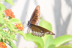 Papilio clytia clytia