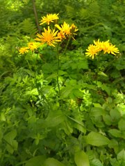 Crepis lyrata