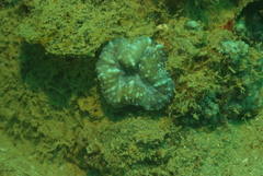 Acanthastrea pachysepta