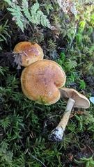 Cortinarius saginus