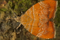 Choreutis achyrodes