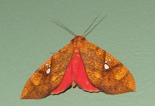 Miniodes discolor
