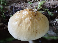 Bolbitius variicolor