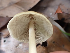 Bolbitius variicolor