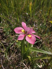 Moraea tricolor