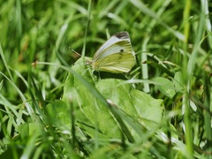 Pieris napi
