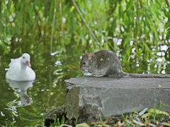 Rattus norvegicus