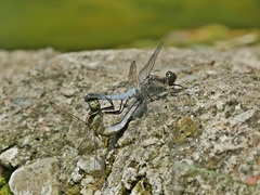 Orthetrum cancellatum