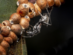 Myrmophyma
