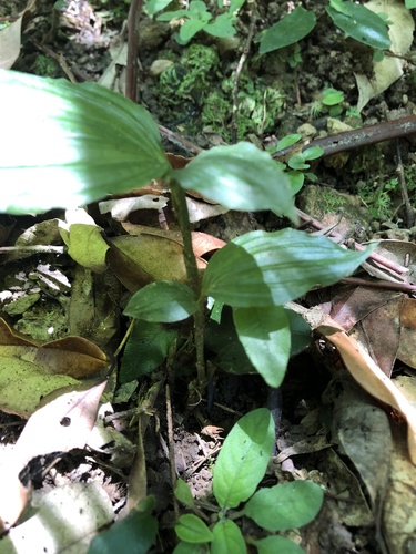 Tropidia nipponica iNat (1)