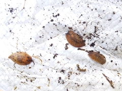 Pseudaneitea