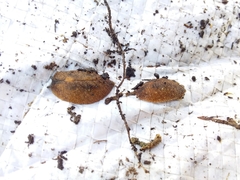 Pseudaneitea