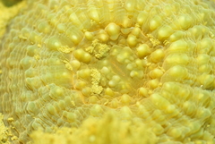 Echinomorpha nishihirai