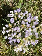Gentianella ramosa