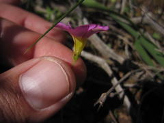 Oxalis fergusonae