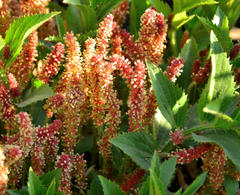 Acalypha angustata
