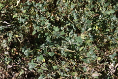 Chenopodium trigonon stellulatum
