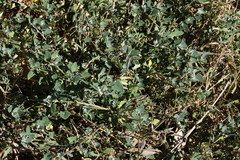 Chenopodium trigonon stellulatum