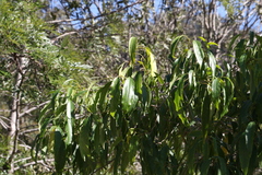 Ehretia saligna membranifolia