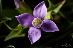 Gentianella campestris