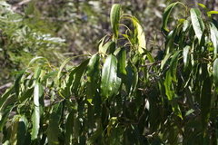 Ehretia saligna membranifolia