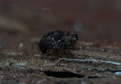Decilaus