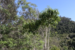 Ehretia saligna membranifolia