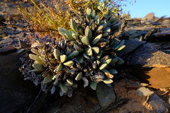 Hartmanthus pergamentaceus