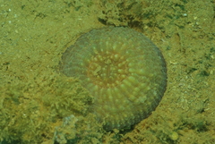 Echinomorpha nishihirai