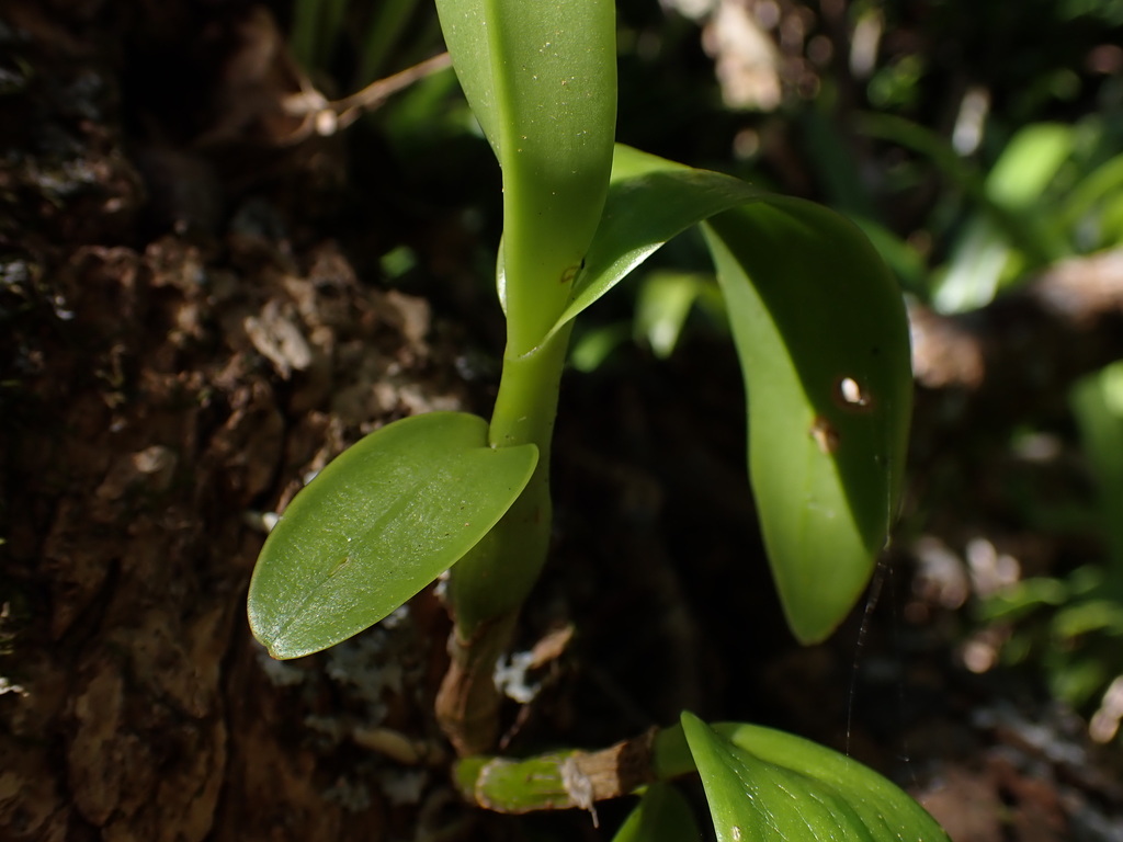Dendrobium tokai Rchb.f.