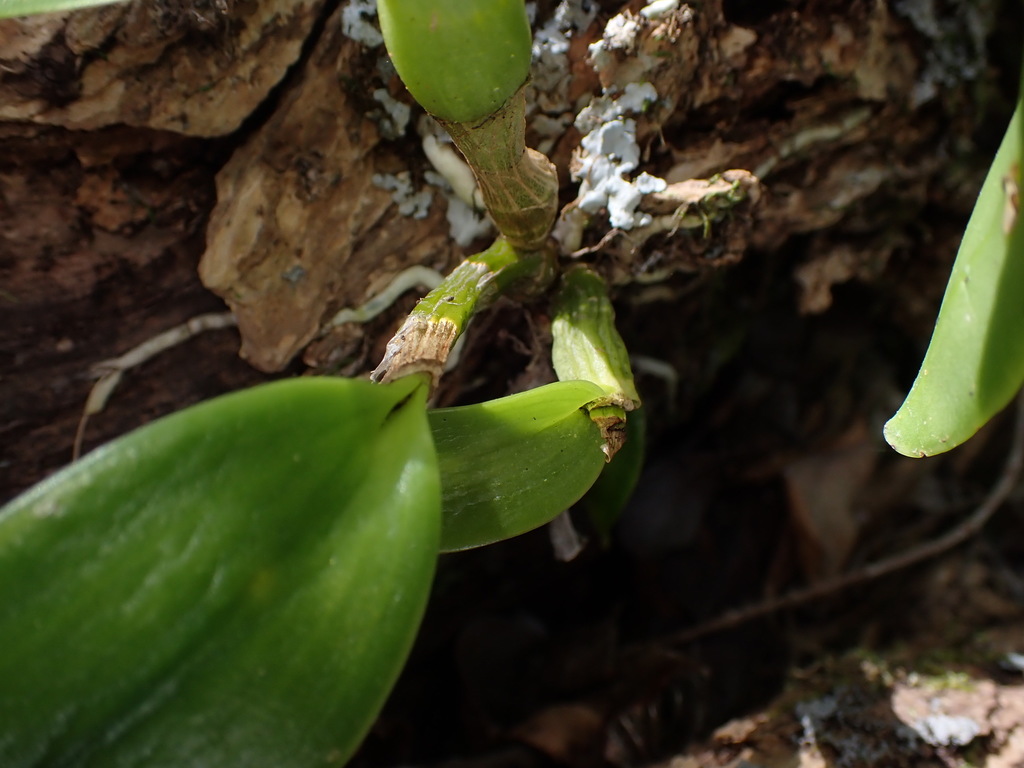 Dendrobium tokai Rchb.f. 2