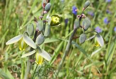 Albuca spiralis