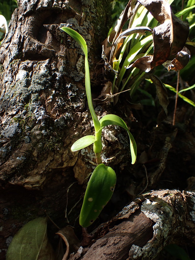 Dendrobium tokai Rchb.f. 3