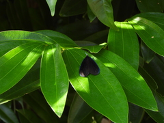 Pompelon marginata