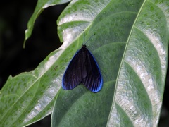 Pompelon marginata