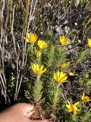 Osteospermum subulatum