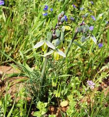 Albuca spiralis