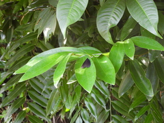 Pompelon marginata