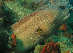 Gymnothorax nudivomer