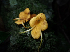 Oxera