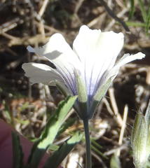 Monsonia burkeana