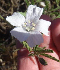 Monsonia burkeana