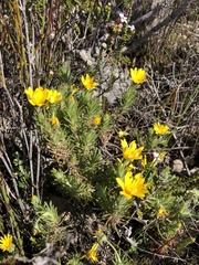 Osteospermum subulatum