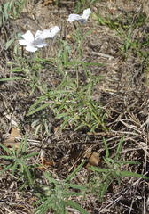 Monsonia burkeana