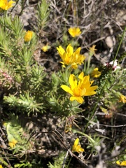 Osteospermum subulatum