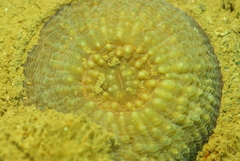 Echinomorpha nishihirai