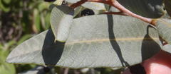 Ozoroa paniculosa paniculosa
