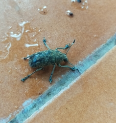 Phloeobius
