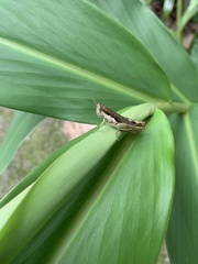 Pseudoxya